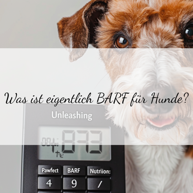 BARF Rechner für Hunde: So einfach berechnest du die perfekte Fütterung