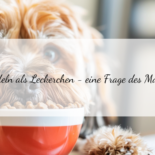 Dürfen Hunde Nudeln essen? So viel Pasta ist für deinen Vierbeiner gesund