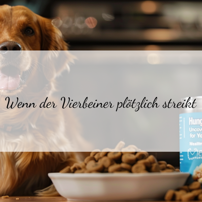 Hund frisst nicht: 7 mögliche Gründe und was du dagegen tun kannst