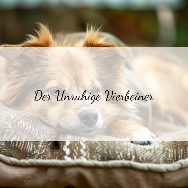 Hund kommt nicht zur Ruhe: 5 Tipps für einen ausgeglichenen Vierbeiner