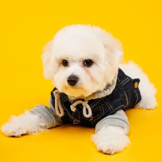 Vet Life Dog Cardiac Trockenfutter 2kg Test