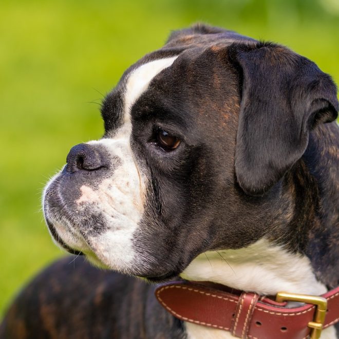 Arion Care Hund Weight Trockenfutter 12kg Test