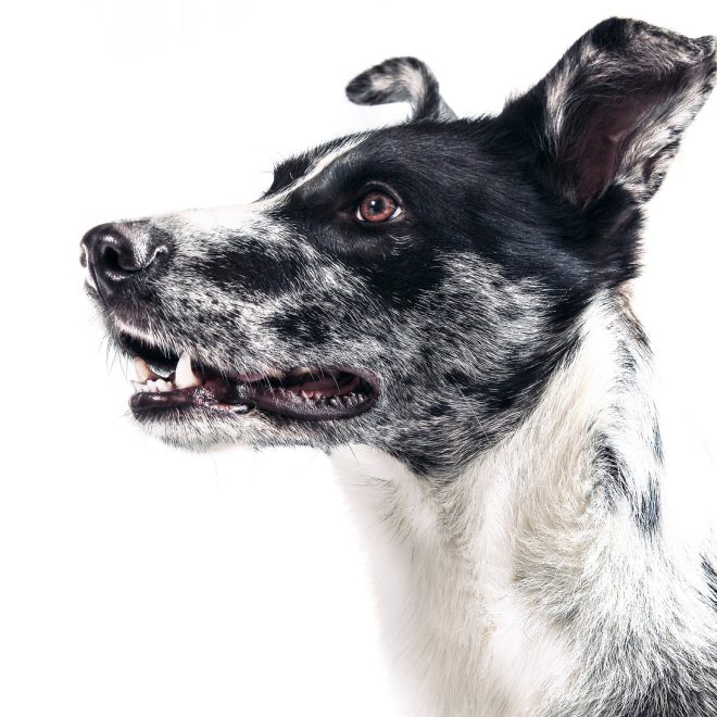 Hills Science Plan Canine Mature Adult 7+ Huhn Nassfutter 370g Test