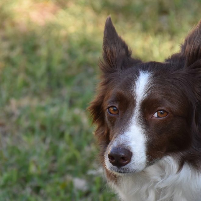 True Instinct Hight Meat with boneless chicken and selected birds Medium/Maxi – Adult Test