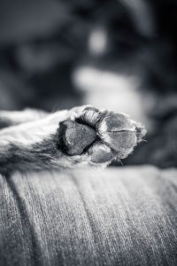 Zeckenabwehr natürlich: Schütze deinen Hund mit diesen unkomplizierten Hausmitteln