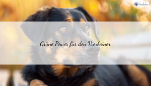 Seealgenmehl für Hunde: Der natürliche Nährstoffbooster im Rechner