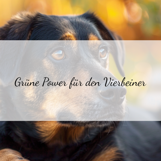 Seealgenmehl für Hunde: Der natürliche Nährstoffbooster im Rechner