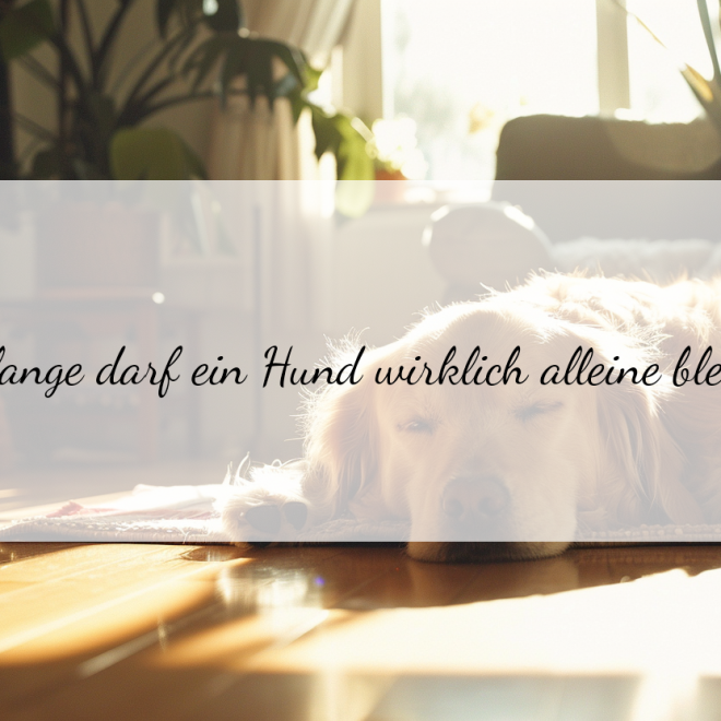 Wie lange kann man einen Hund alleine lassen? Tipps und Empfehlungen für berufstätige Hundehalter