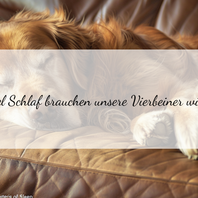 Wie lange schlafen Hunde wirklich? Die erstaunliche Schlafenszeit unserer Vierbeiner