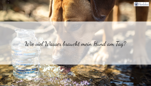 Wie viel Wasser braucht mein Hund wirklich? Wasserbedarf-Rechner für gesunde Vierbeiner