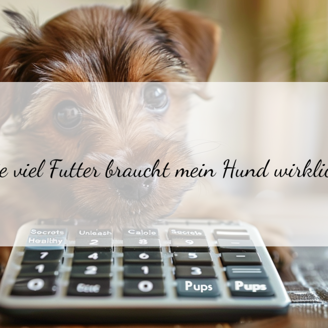 Wie viele Kalorien braucht mein Hund? Der ultimative Kalorienbedarf-Rechner für Hunde