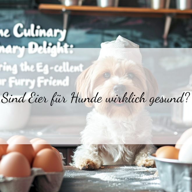 Ab wann dürfen Hunde Eier essen? Alles was du über die eiweißreiche Leckerei wissen musst