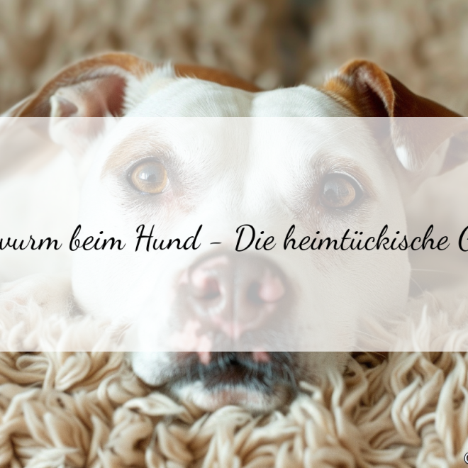 Bandwurm beim Hund – so erkennst du die Anzeichen und was du tun kannst