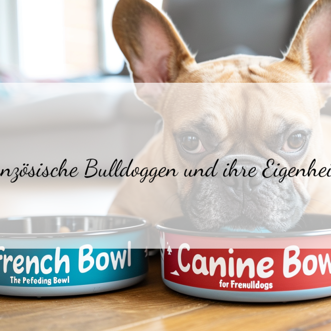 Hundenapf für Französische Bulldoggen: Tipps für die richtige Wahl