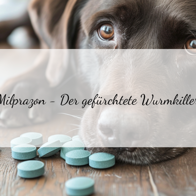 Milprazon für Hunde: Mögliche Nebenwirkungen und wie man damit umgeht