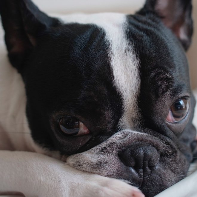 Animonda Petfood Vom Feinsten Classic Rind + Putenherzen 150 g Test