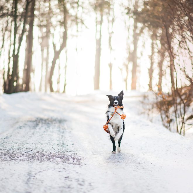 Animonda Petfood GranCarno Adult Mixed Megapack (150 g) Test