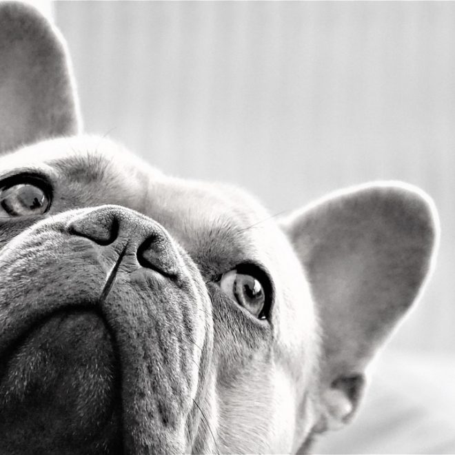 Farmina Lowgrain Mini Puppy Lamb Blueberry (800 g) Test