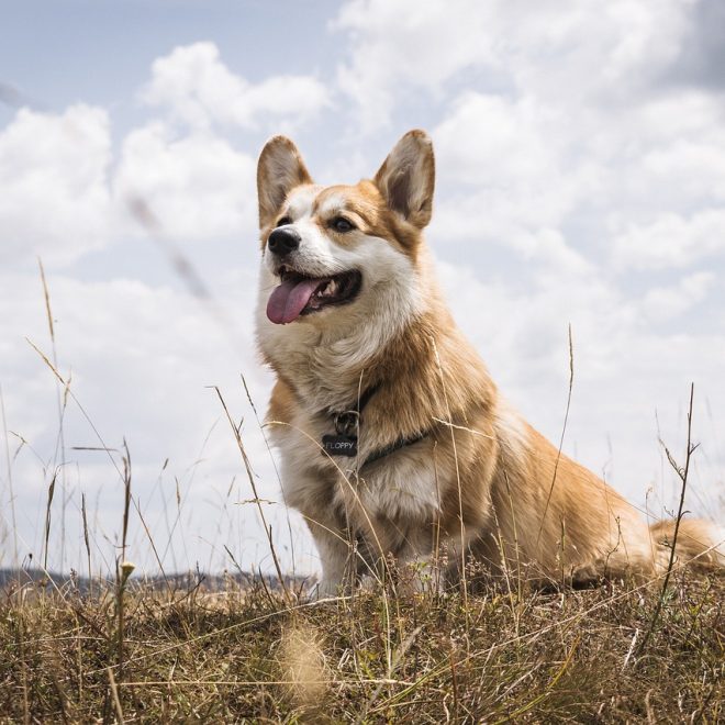 Hills Canine Senior Large Breed (12 kg) Test