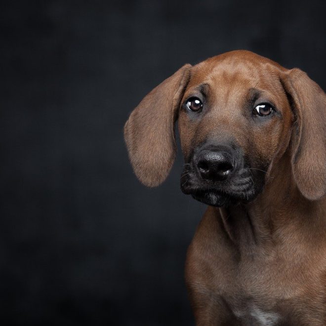 Mera Cat Pure sensitive Insect Protein 12,5kg Test