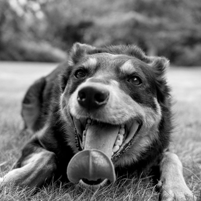 Royal Canin Gastro Intestinal Low Fat 6kg Test