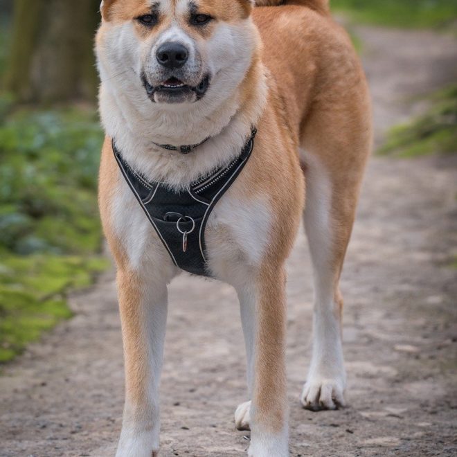 bosch Tiernahrung Bio Senior Hühnchen& Preiselbeere Test