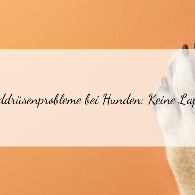 Schilddrüsenprobleme bei Hunden: Verhaltenssymptome, die du nicht ignorieren solltest