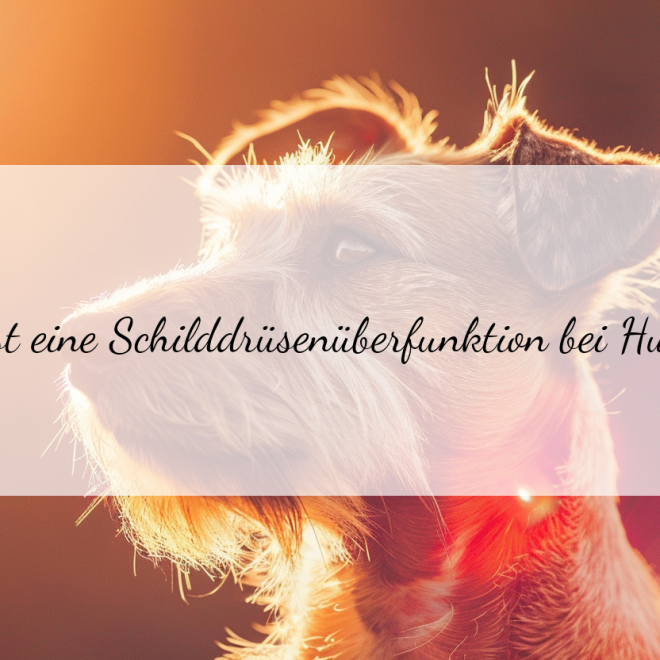 Schilddrüsenüberfunktion bei Hunden: Natürliche Therapien und Behandlungsmöglichkeiten