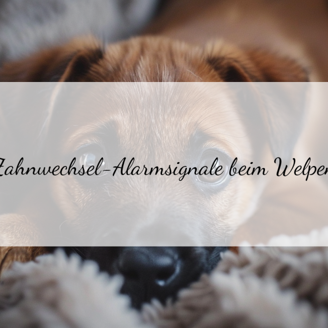 Welpen Zahnwechsel: Die wichtigsten Symptome und was du tun kannst