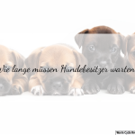 Wie lange dauert es, bis Würmer nach einer Wurmkur bei Hunden ausgeschieden werden?