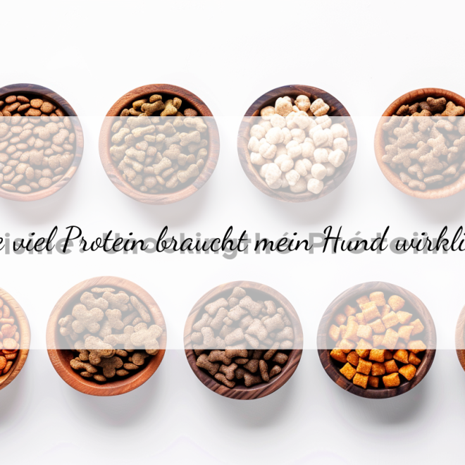 Wie viel Protein sollte im Hundefutter enthalten sein? Experten geben Tipps