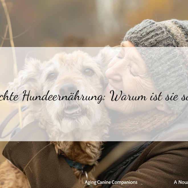 Alte Hunde ernähren: Tipps für eine gesunde Ernährung im Alter