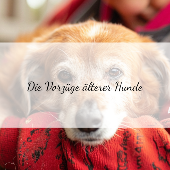 Ältere Hunde: Warum eine Adoption das Beste für Mensch und Tier sein kann