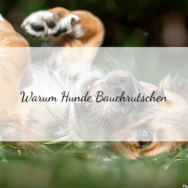 Bauchrutschen bei Hunden: Harmloser Spaß oder gefährliches Verhalten?