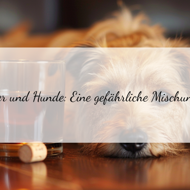 Bier und Hunde: Wie wahr ist der Mythos, dass Alkohol Vierbeiner beruhigt?