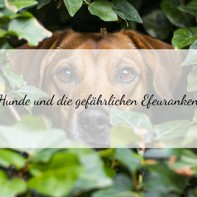 Efeu vergiftung beim Hund: Erste Hilfe und schnelles Handeln gefragt