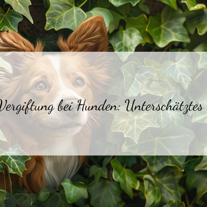 Efeu-Vergiftung beim Hund: Schnelle Erste Hilfe und Behandlungsmöglichkeiten