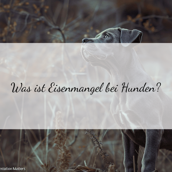 Eisen-Mangel beim Hund: Wann ist eine Supplementierung sinnvoll?
