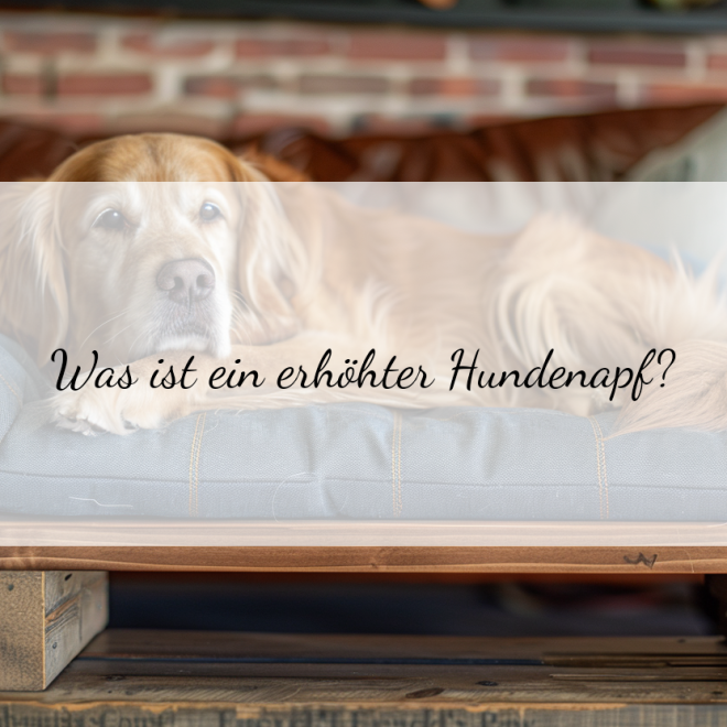 Erhöhter Hundenapf: Warum er für Ihren Vierbeiner wichtig ist