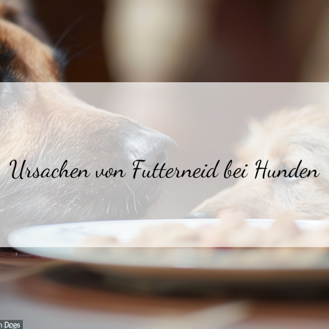 Futterneid bei Hunden vermeiden: Tipps für ein harmonisches Hundeleben