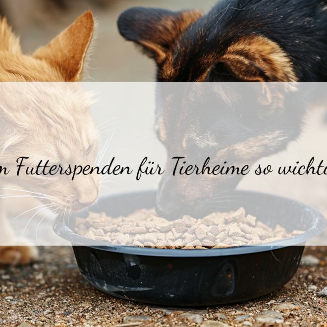Futterspenden für Tierheime: Wie du Bedürftigen Vierbeinern unkompliziert helfen kannst