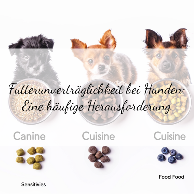 Futterunverträglichkeit bei Hunden: Symptome erkennen und richtig handeln