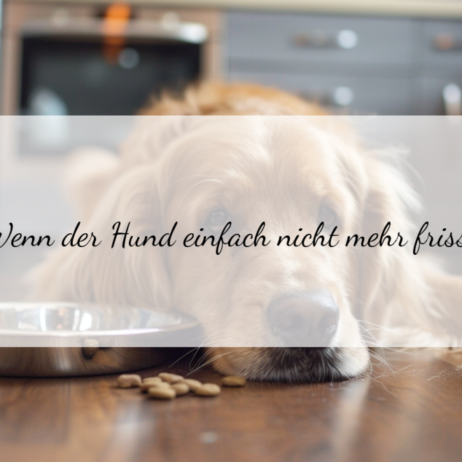 Futterverweigerung bei Hunden: Gründe, Anzeichen und wie du dagegen vorgehst