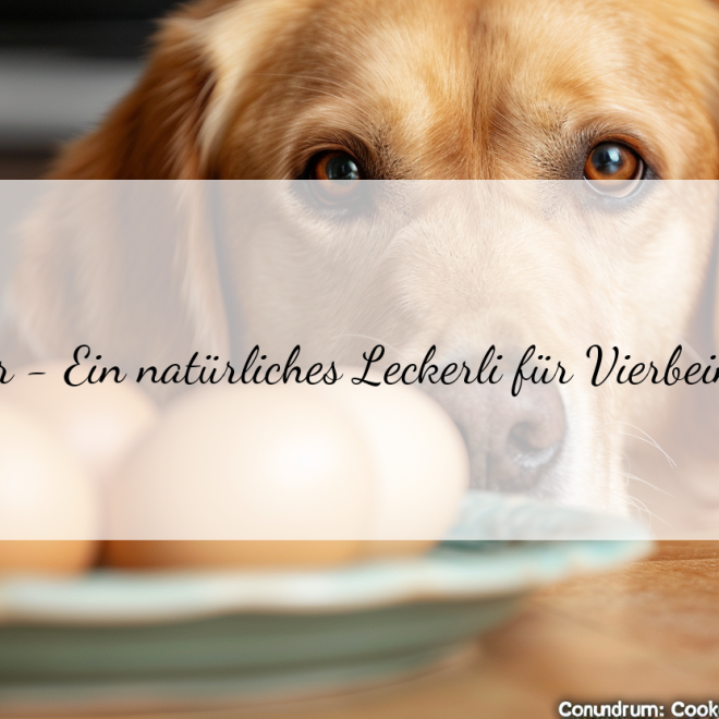 Gekochtes oder rohes Ei für deinen Hund: Welche Variante ist besser?