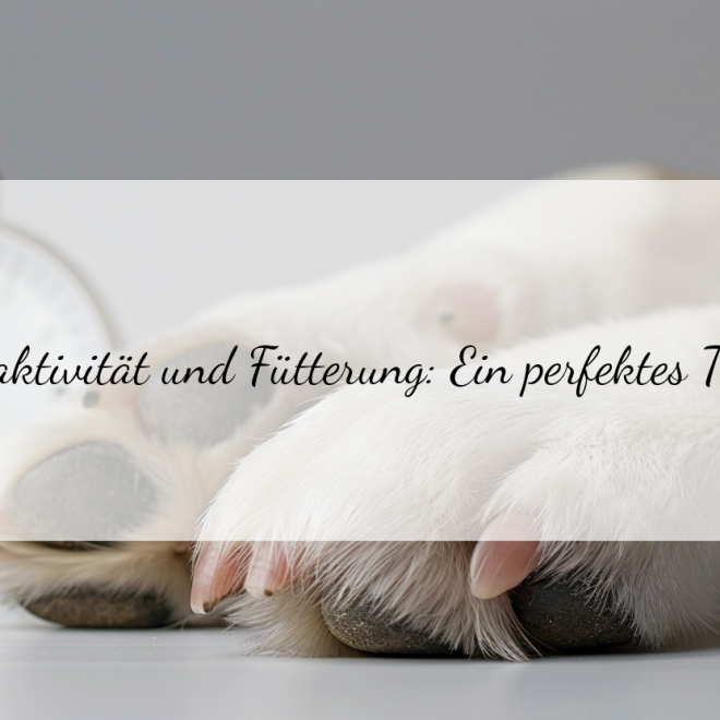 Fütterungszeitpunkt nach Aktivität: Wann ist der beste Zeitpunkt zum Füttern deines Hundes?
