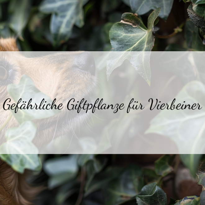Efeu-Toxizität bei Hunden: Erste Hilfe und Vorbeugung