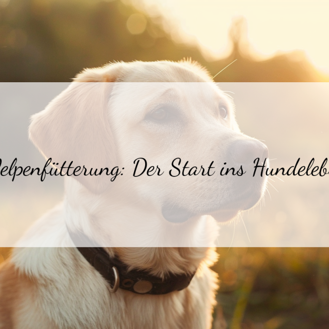 Junghund Ernährungsbedarf: Die verschiedenen Phasen im Überblick