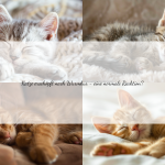 Katze schläft viel nach Wurmkur: Ist das normal?