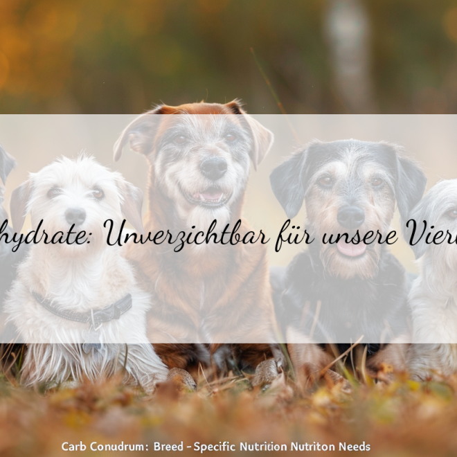 Kohlenhydrate für Hunde: Wie viel brauchen verschiedene Rassen?