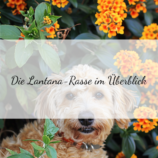 Lantana: Die hypoallergene Hunderasse für Allergiker